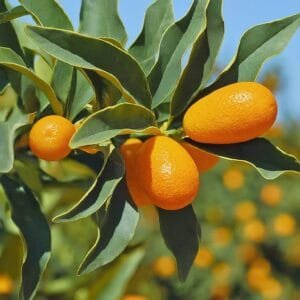 Kumquat Nedir Faydaları ve Kullanım Alanları